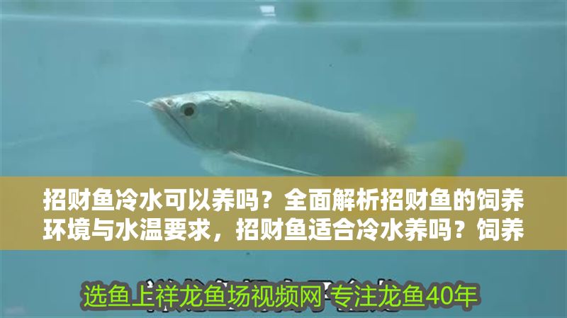 招財魚冷水可以養嗎？全面解析招財魚的飼養環境與水溫要求，招財魚適合冷水養嗎？飼養環境與水溫要求全解析