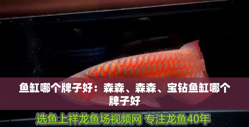 魚缸哪個牌子好：森森、森森、寶鉆魚缸哪個牌子好
