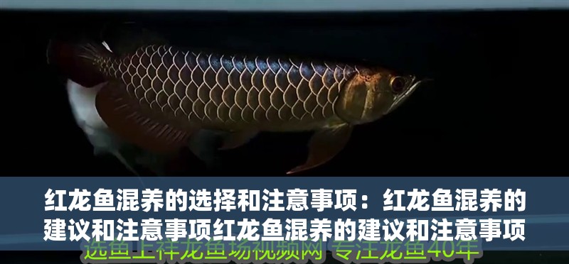 紅龍魚混養(yǎng)的選擇和注意事項(xiàng)：紅龍魚混養(yǎng)的建議和注意事項(xiàng)紅龍魚混養(yǎng)的建議和注意事項(xiàng)