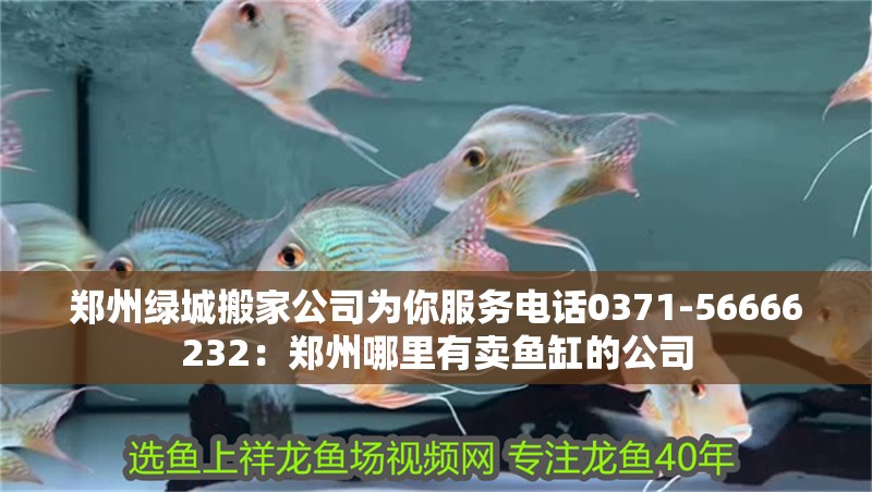 鄭州綠城搬家公司為你服務電話0371-56666232：鄭州哪里有賣魚缸的公司