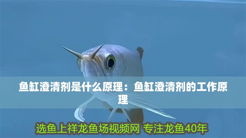 魚缸澄清劑是什么原理：魚缸澄清劑的工作原理