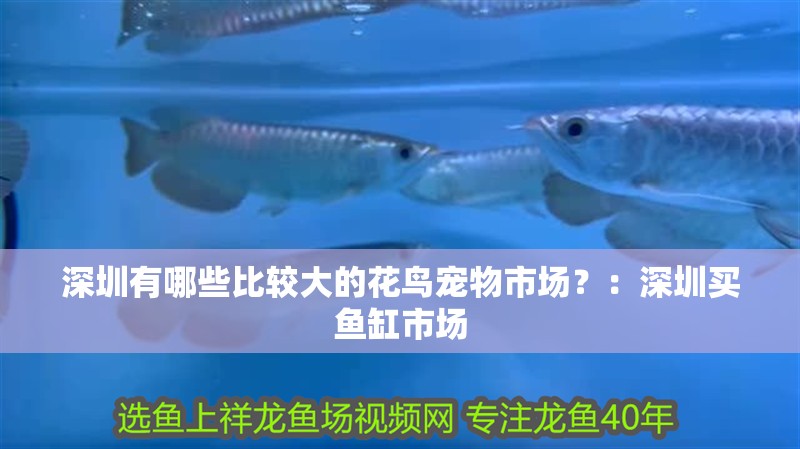 深圳有哪些比較大的花鳥寵物市場？：深圳買魚缸市場