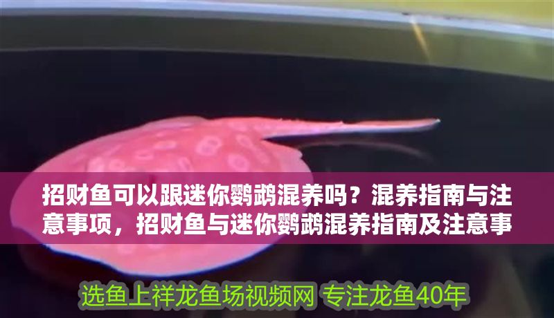 招財魚可以跟迷你鸚鵡混養嗎？混養指南與注意事項，招財魚與迷你鸚鵡混養指南及注意事項