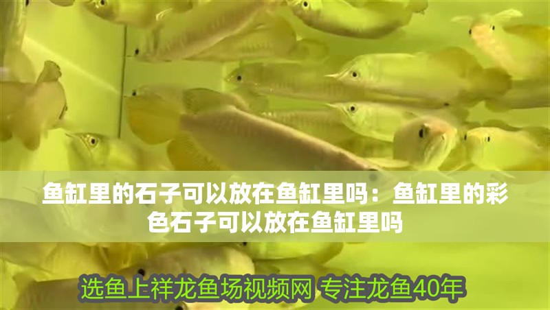 魚缸里的石子可以放在魚缸里嗎：魚缸里的彩色石子可以放在魚缸里嗎