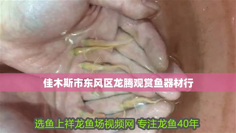 佳木斯市東風(fēng)區(qū)龍騰觀賞魚器材行