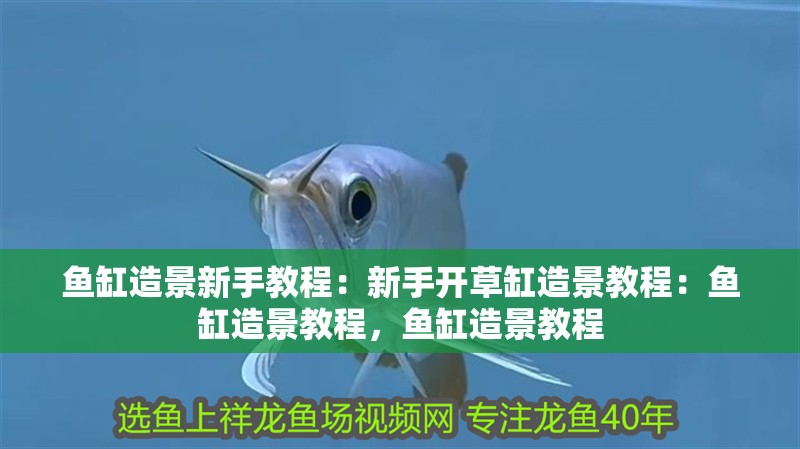 魚缸造景新手教程：新手開草缸造景教程：魚缸造景教程，魚缸造景教程