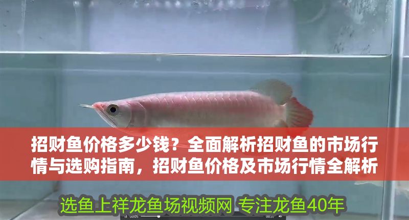 招財魚價格多少錢?全面解析招財魚的市場行情與選購指南,招財魚價格及市場行情全解析,選購指南一網打盡 龍魚百科 第1張 招財魚價格多少錢?全面解析招財魚的市場行情與選購指南,招財魚價格及市場行情全解析,選購指南一網打盡 招財魚價格多少錢?全面解析招財魚的市場行情與選購指南,招財魚價格及市場行情全解析,選購指南一網打盡 龍魚百科 第1張