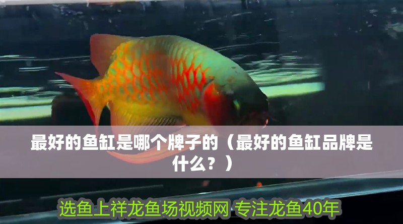 最好的魚缸是哪個牌子的（最好的魚缸品牌是什么？）