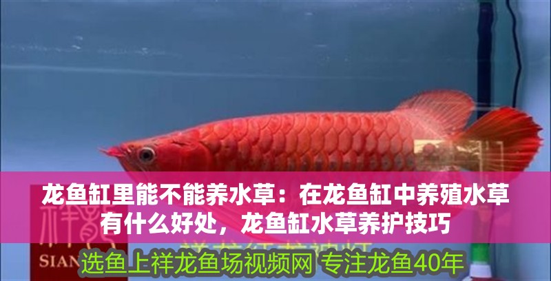 龍魚缸里能不能養水草：在龍魚缸中養殖水草有什么好處，龍魚缸水草養護技巧