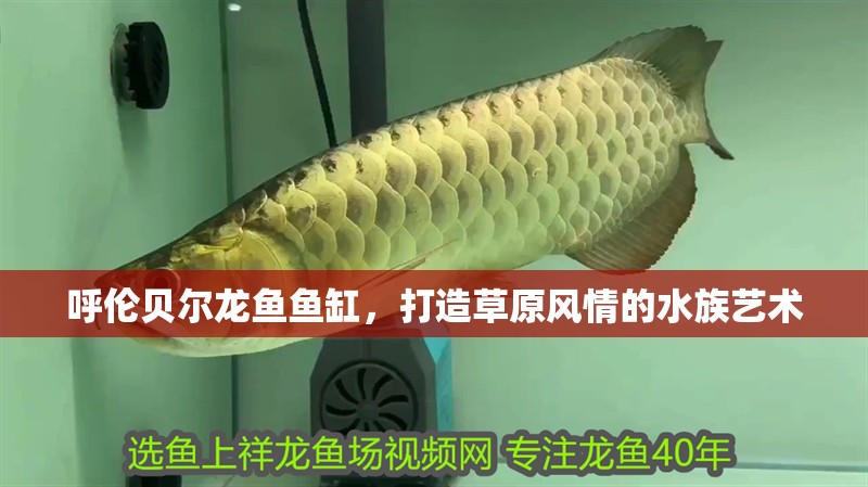 呼倫貝爾龍魚魚缸，打造草原風情的水族藝術