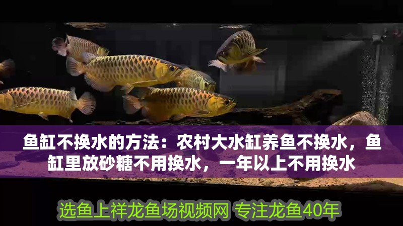 魚缸不換水的方法：農(nóng)村大水缸養(yǎng)魚不換水，魚缸里放砂糖不用換水，一年以上不用換水