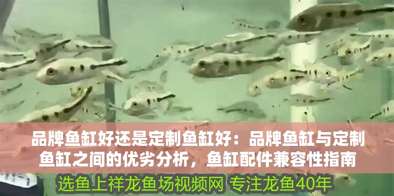 品牌魚缸好還是定制魚缸好：品牌魚缸與定制魚缸之間的優(yōu)劣分析，魚缸配件兼容性指南