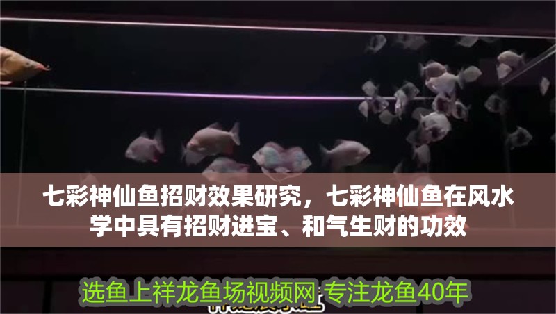 七彩神仙魚招財效果研究，七彩神仙魚在風水學中具有招財進寶、和氣生財的功效