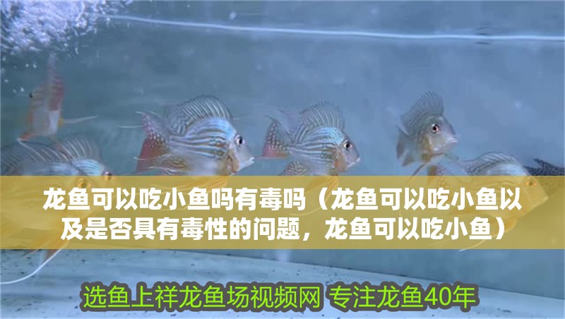龍魚可以吃小魚嗎有毒嗎（龍魚可以吃小魚以及是否具有毒性的問題，龍魚可以吃小魚）