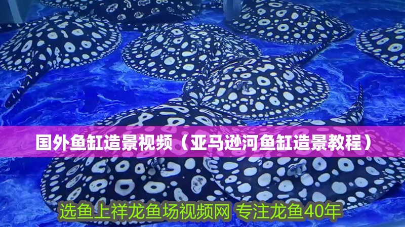 國外魚缸造景視頻（亞馬遜河魚缸造景教程）