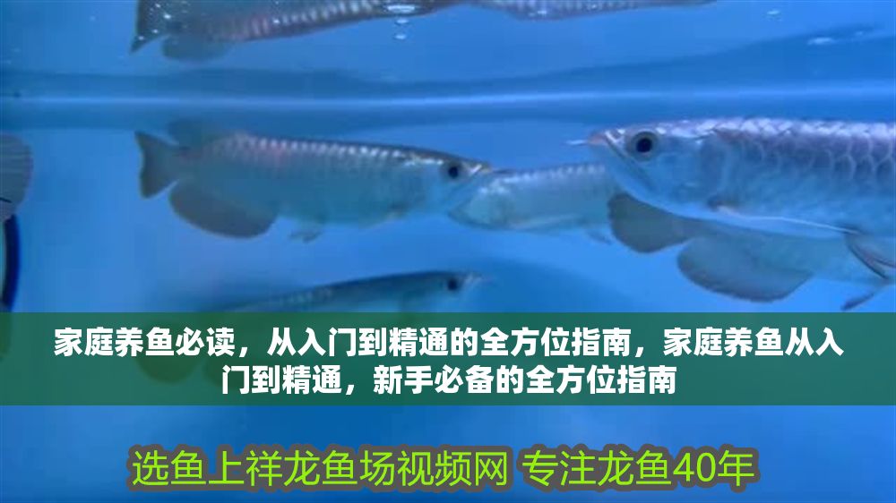 家庭養魚必讀，從入門到精通的全方位指南，家庭養魚從入門到精通，新手必備的全方位指南