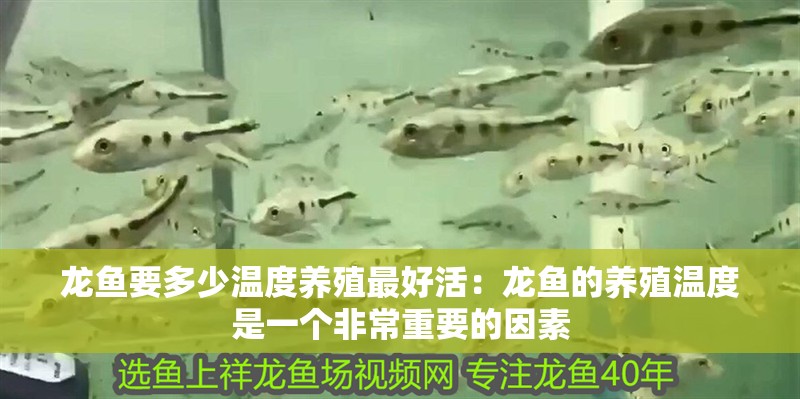 龍魚要多少溫度養殖最好活：龍魚的養殖溫度是一個非常重要的因素