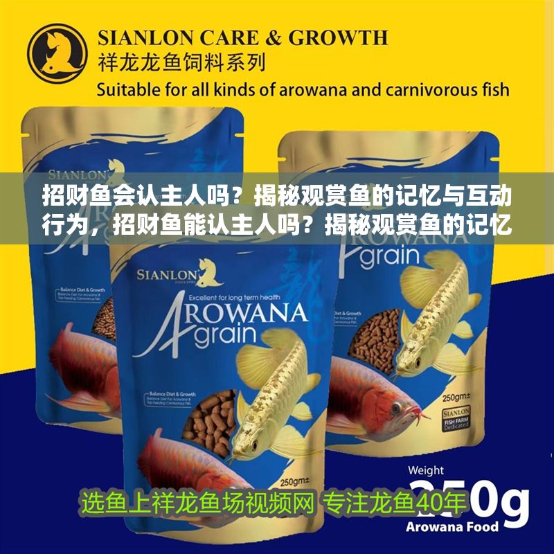 招財魚會認(rèn)主人嗎？揭秘觀賞魚的記憶與互動行為，招財魚能認(rèn)主人嗎？揭秘觀賞魚的記憶與互動行為