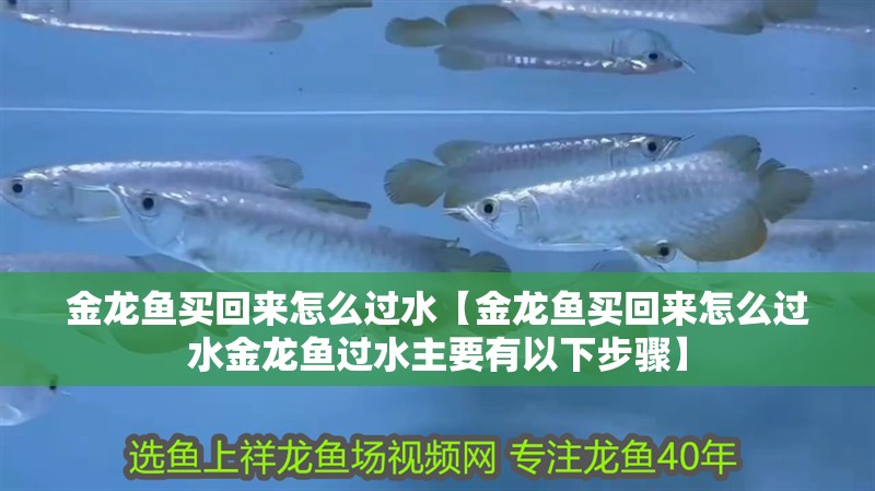 金龍魚買回來怎么過水【金龍魚買回來怎么過水金龍魚過水主要有以下步驟】