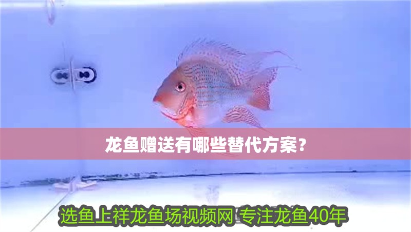 魚缸過濾器選購指南:自制魚缸過濾器魚缸上置過濾器對于養魚愛好者的必備知識 龍魚贈送有哪些替代方案? 龍魚論壇 龍魚贈送有哪些替代方案? 龍魚贈送有哪些替代方案? 龍魚論壇