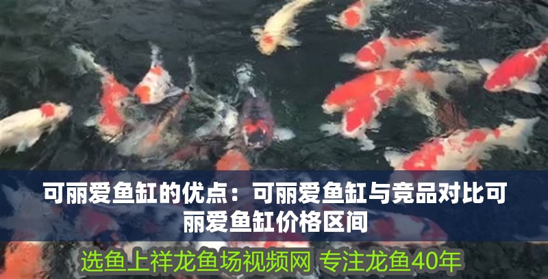 可麗愛魚缸的優點：可麗愛魚缸與競品對比可麗愛魚缸價格區間