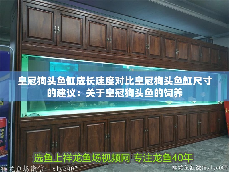 皇冠狗頭魚缸成長速度對比皇冠狗頭魚缸尺寸的建議：關于皇冠狗頭魚的飼養