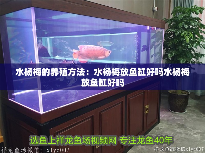 水楊梅的養殖方法：水楊梅放魚缸好嗎水楊梅放魚缸好嗎