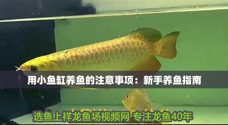 魚缸用增氧泵價格是多少:魚缸增氧機-xtrac增氧機-xtrac增氧機 用小魚缸養魚的注意事項:新手養魚指南 魚缸百科 用小魚缸養魚的注意事項:新手養魚指南 用小魚缸養魚的注意事項:新手養魚指南 魚缸百科