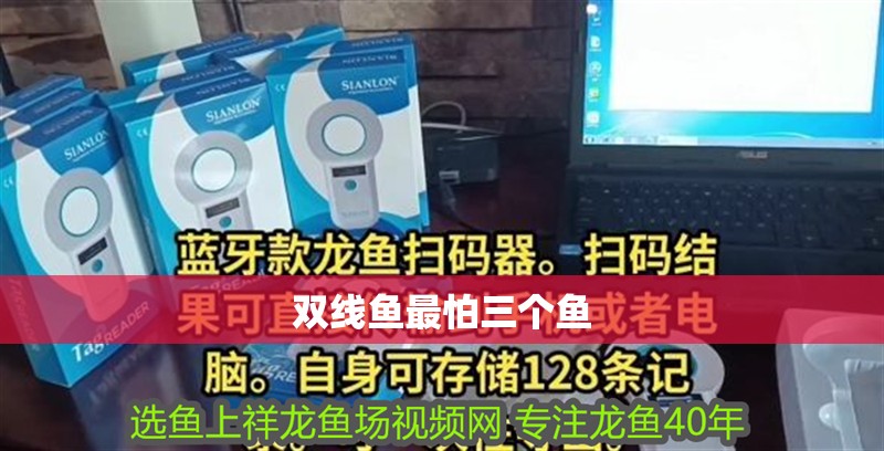 雙線魚最怕三個(gè)魚