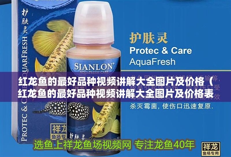 紅龍魚的最好品種視頻講解大全圖片及價格（紅龍魚的最好品種視頻講解大全圖片及價格表）