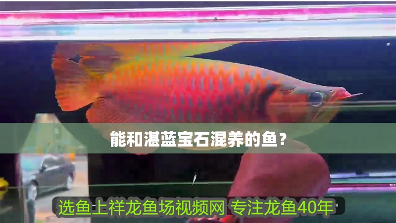 能和湛藍(lán)寶石混養(yǎng)的魚(yú)？
