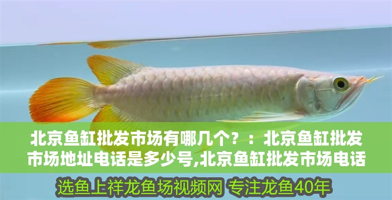 北京魚缸批發(fā)市場(chǎng)有哪幾個(gè)？：北京魚缸批發(fā)市場(chǎng)地址電話是多少號(hào),北京魚缸批發(fā)市場(chǎng)電話是多少