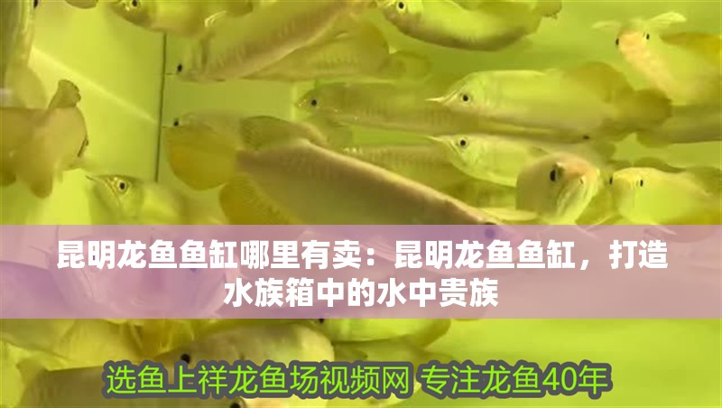 昆明龍魚魚缸哪里有賣：昆明龍魚魚缸，打造水族箱中的水中貴族