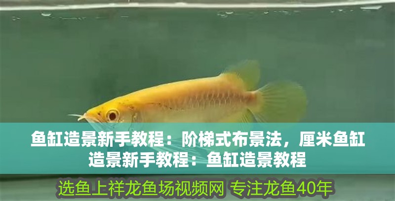 魚缸造景新手教程：階梯式布景法，厘米魚缸造景新手教程：魚缸造景教程
