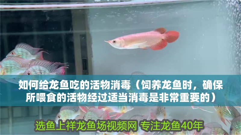 如何給龍魚吃的活物消毒（飼養(yǎng)龍魚時(shí)，確保所喂食的活物經(jīng)過適當(dāng)消毒是非常重要的）