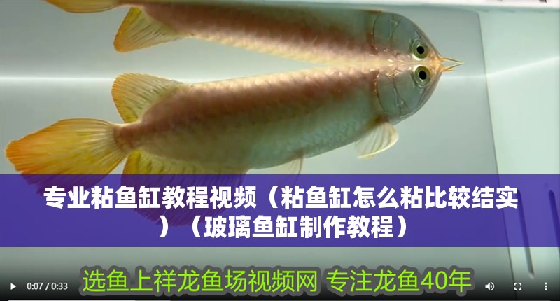 專業粘魚缸教程視頻（粘魚缸怎么粘比較結實）（玻璃魚缸制作教程）