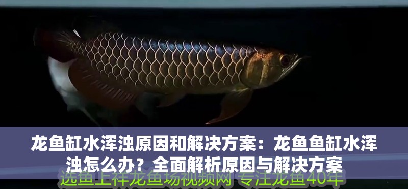 龍魚缸水渾濁原因和解決方案：龍魚魚缸水渾濁怎么辦？全面解析原因與解決方案