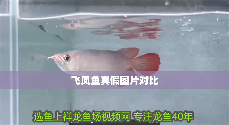 飛鳳魚真假圖片對(duì)比