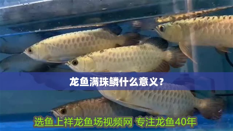 龍魚滿珠鱗什么意義？