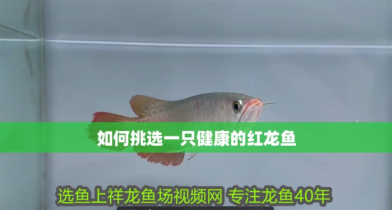 如何挑選一只健康的紅龍魚