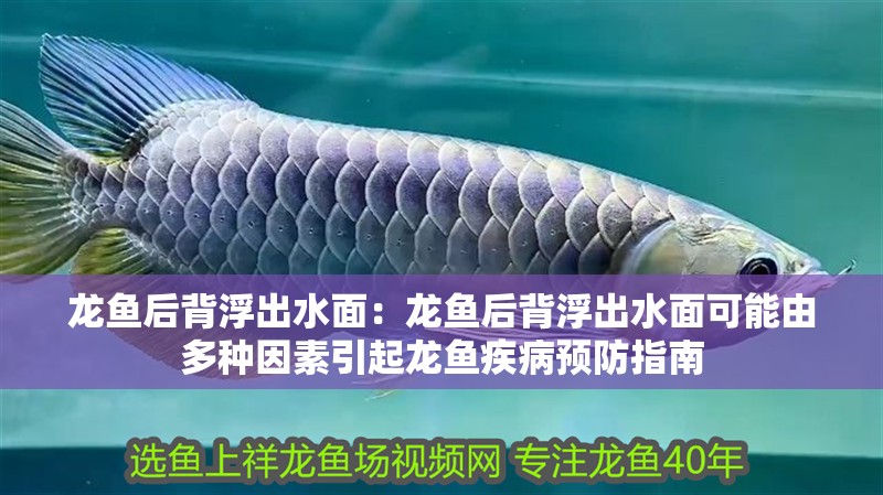 龍魚后背浮出水面：龍魚后背浮出水面可能由多種因素引起龍魚疾病預(yù)防指南