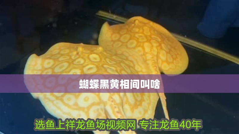 蝴蝶黑黃相間叫啥