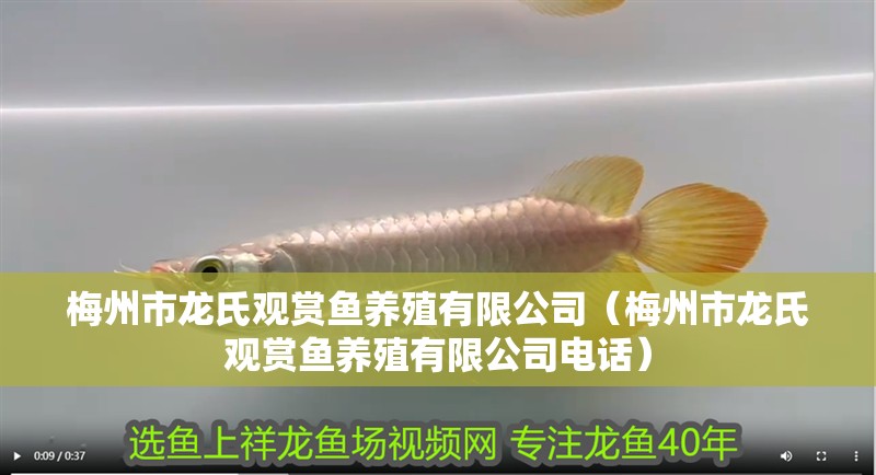 梅州市龍氏觀賞魚養殖有限公司（梅州市龍氏觀賞魚養殖有限公司電話）