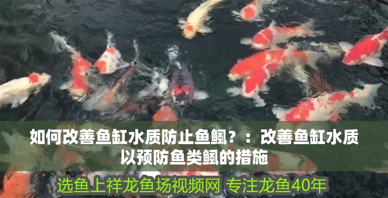 如何改善魚(yú)缸水質(zhì)防止魚(yú)鲺？：改善魚(yú)缸水質(zhì)以預(yù)防魚(yú)類鲺的措施