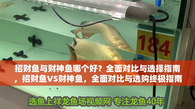 招財魚與財神魚哪個好？全面對比與選擇指南，招財魚VS財神魚，全面對比與選購終極指南