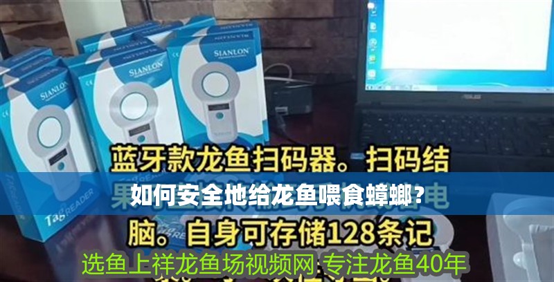 如何安全地給龍魚喂食蟑螂？