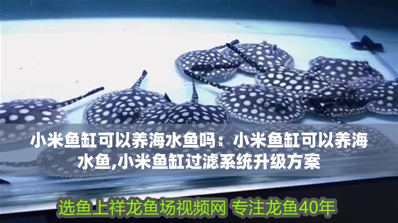 小米魚缸可以養海水魚嗎：小米魚缸可以養海水魚,小米魚缸過濾系統升級方案