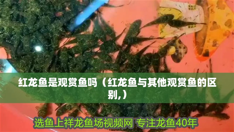紅龍魚是觀賞魚嗎（紅龍魚與其他觀賞魚的區(qū)別,）