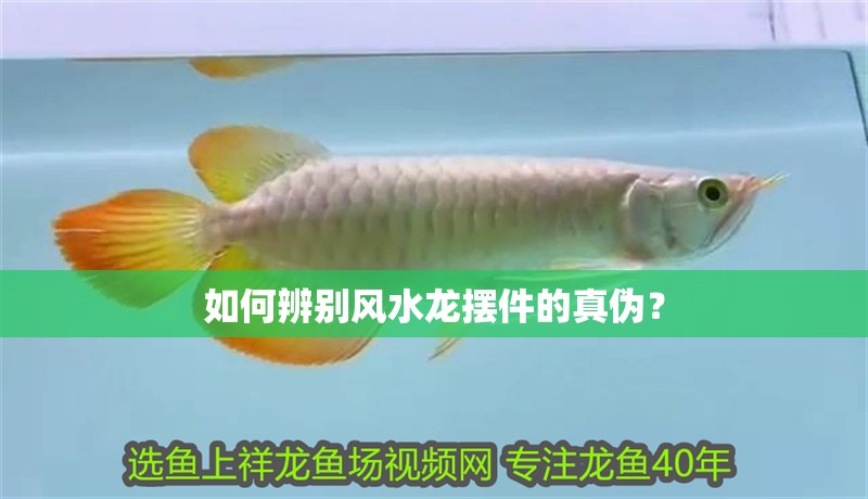 如何辨別風水龍擺件的真偽？