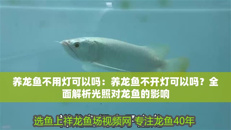 養龍魚不用燈可以嗎：養龍魚不開燈可以嗎？全面解析光照對龍魚的影響